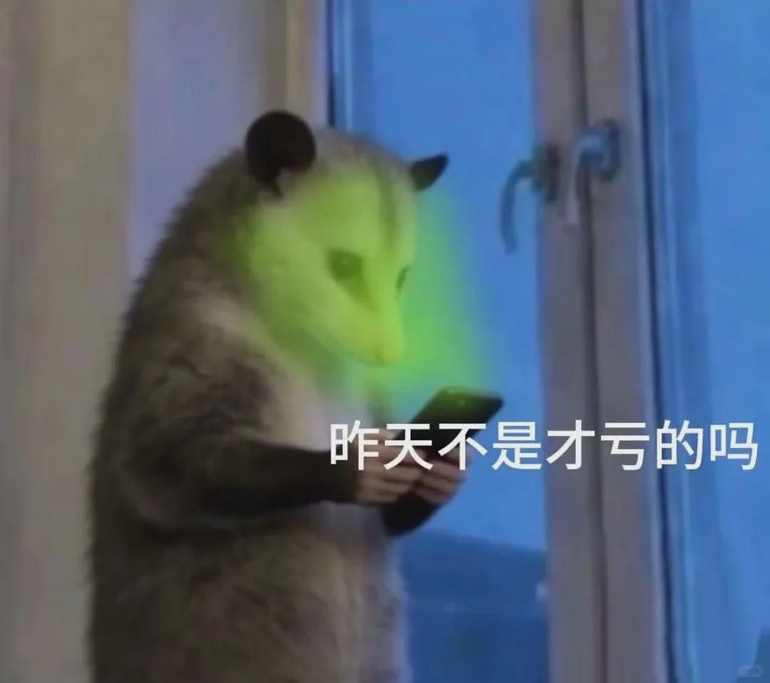【宠物】笑鼠，这个负鼠表情包繁殖得太快了 - 21