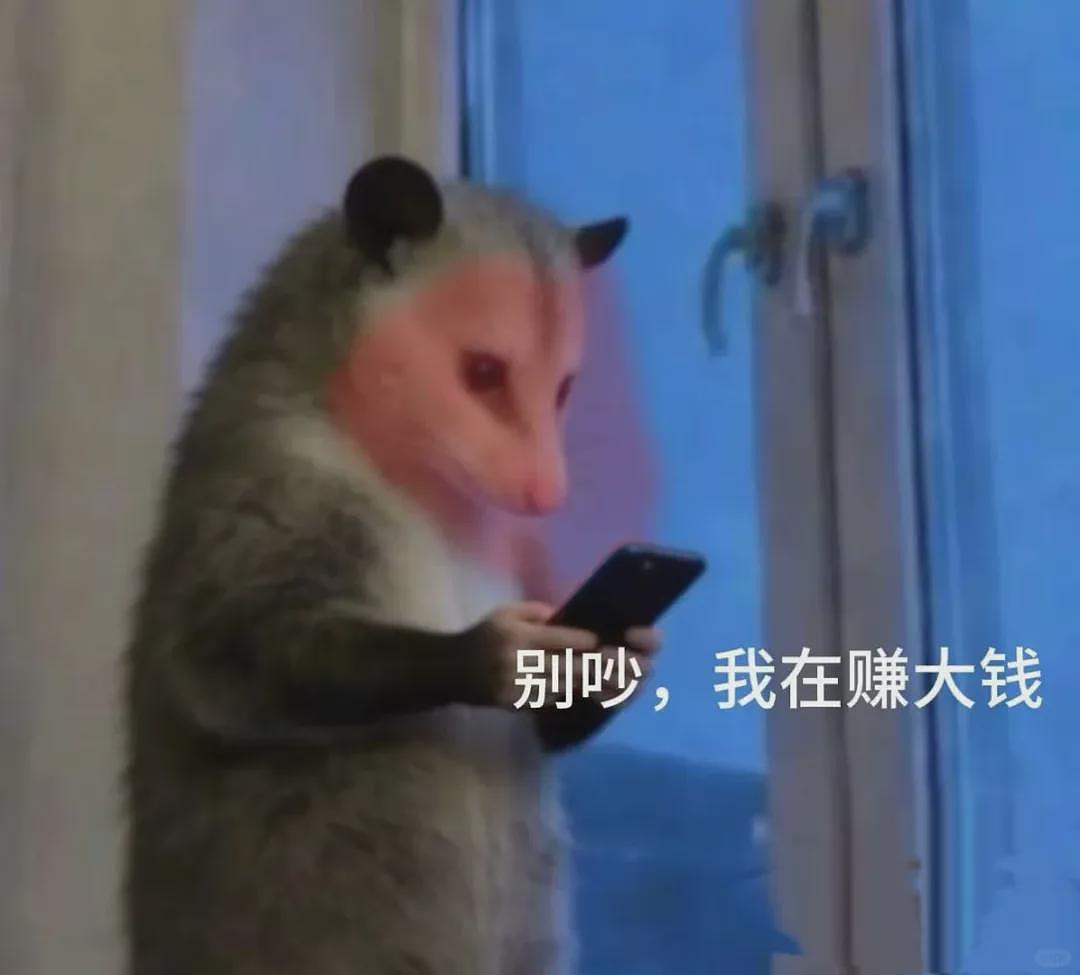 【宠物】笑鼠，这个负鼠表情包繁殖得太快了 - 20