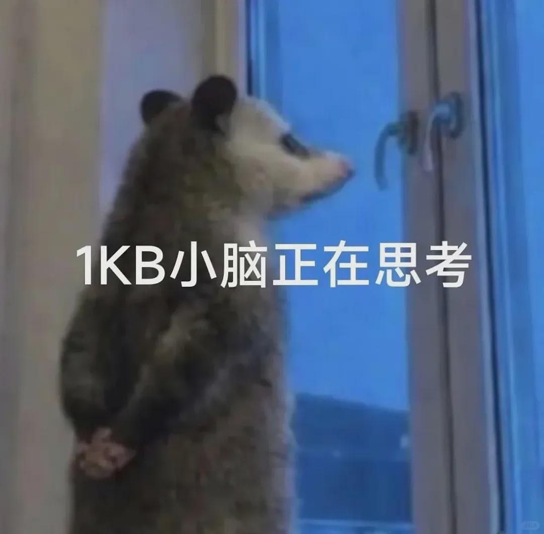 【宠物】笑鼠，这个负鼠表情包繁殖得太快了 - 9