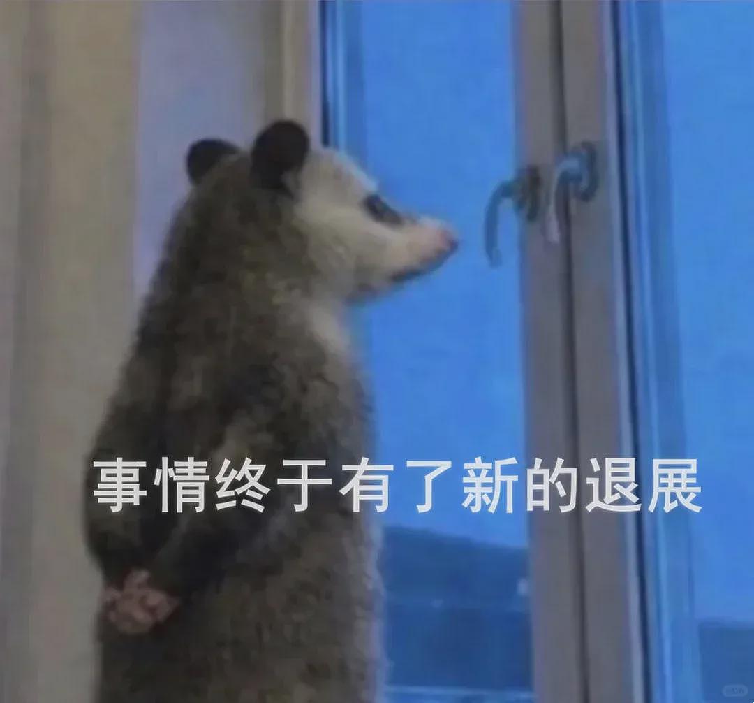 【宠物】笑鼠，这个负鼠表情包繁殖得太快了 - 31
