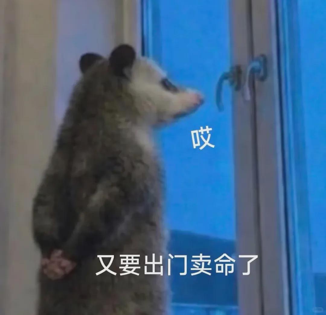 【宠物】笑鼠，这个负鼠表情包繁殖得太快了 - 1