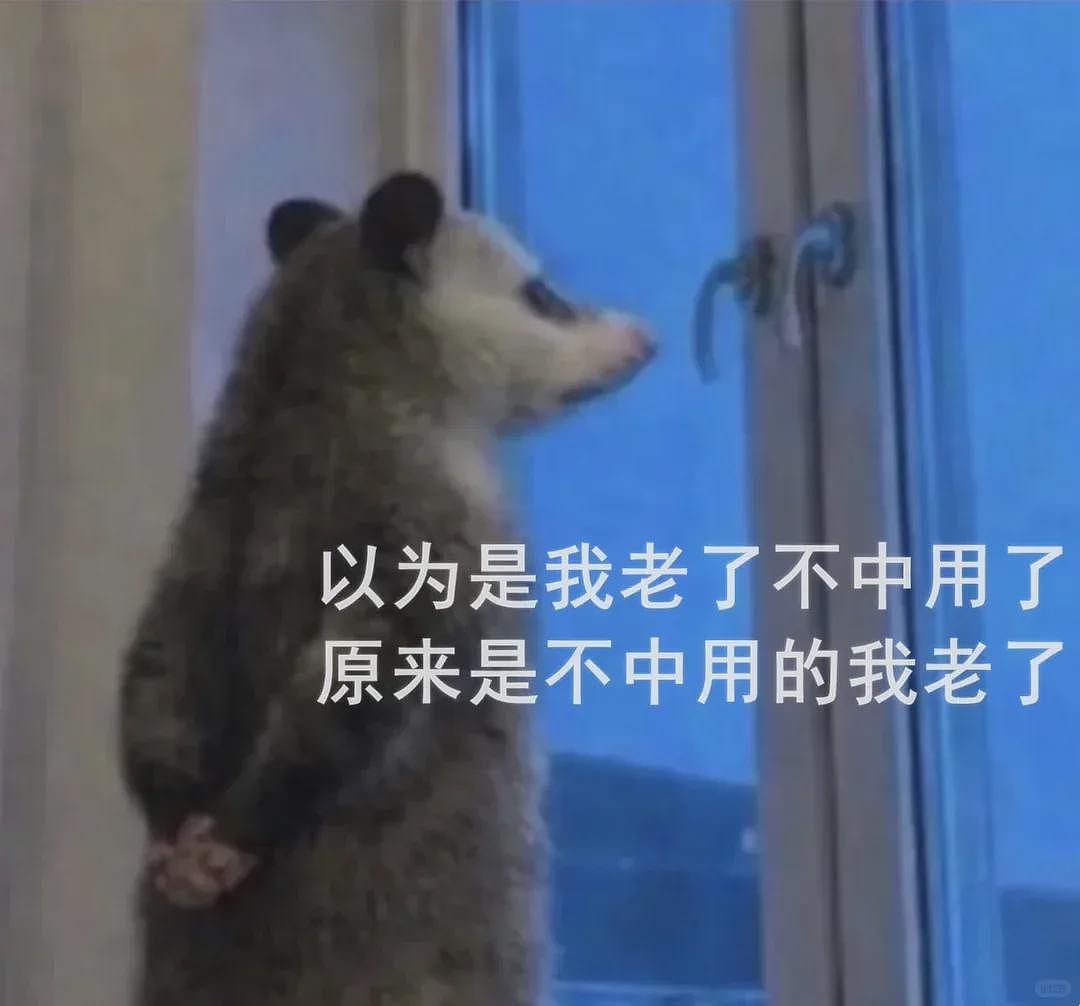 【宠物】笑鼠，这个负鼠表情包繁殖得太快了 - 28