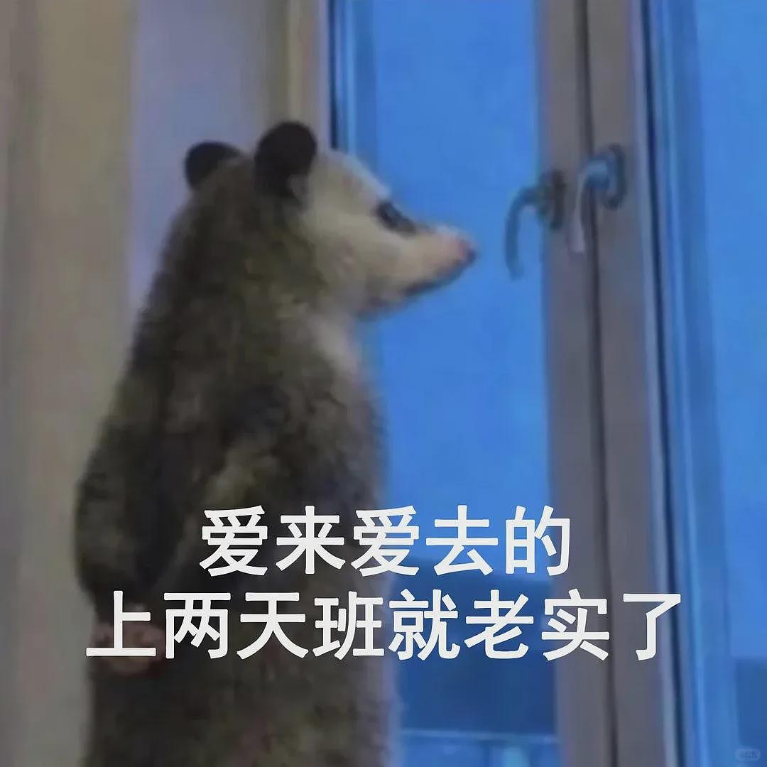 【宠物】笑鼠，这个负鼠表情包繁殖得太快了 - 26
