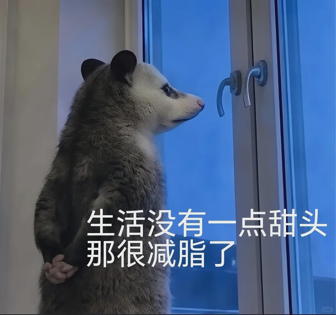 【宠物】笑鼠，这个负鼠表情包繁殖得太快了 - 22