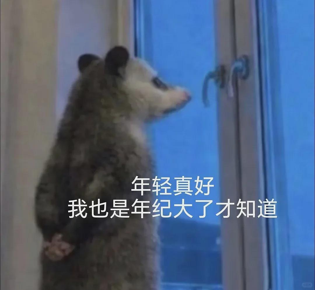【宠物】笑鼠，这个负鼠表情包繁殖得太快了 - 15