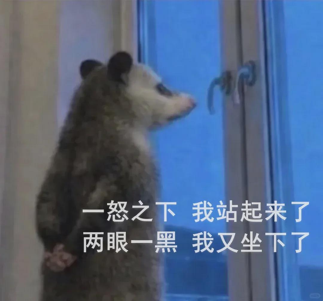 【宠物】笑鼠，这个负鼠表情包繁殖得太快了 - 30