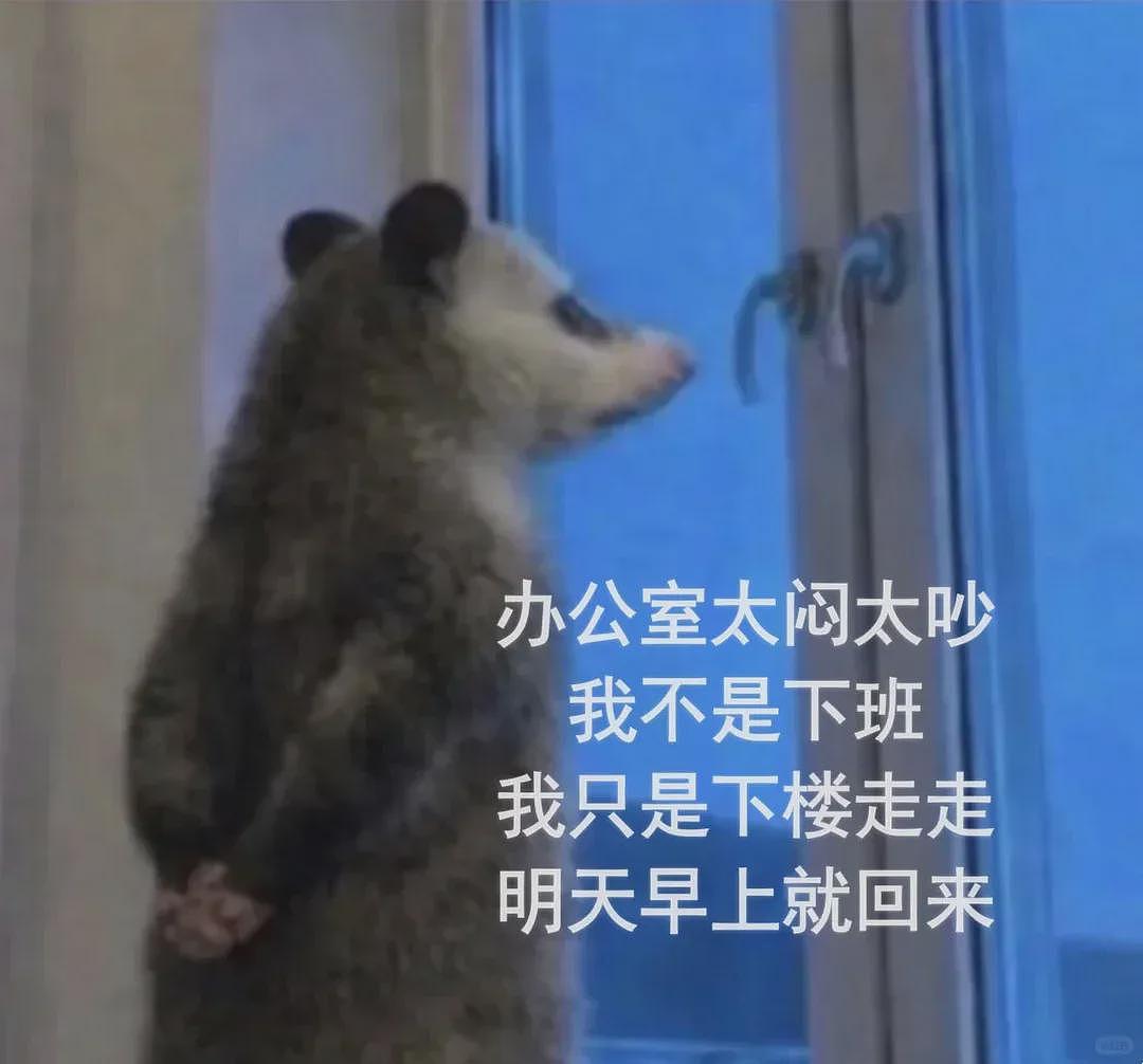 【宠物】笑鼠，这个负鼠表情包繁殖得太快了 - 27