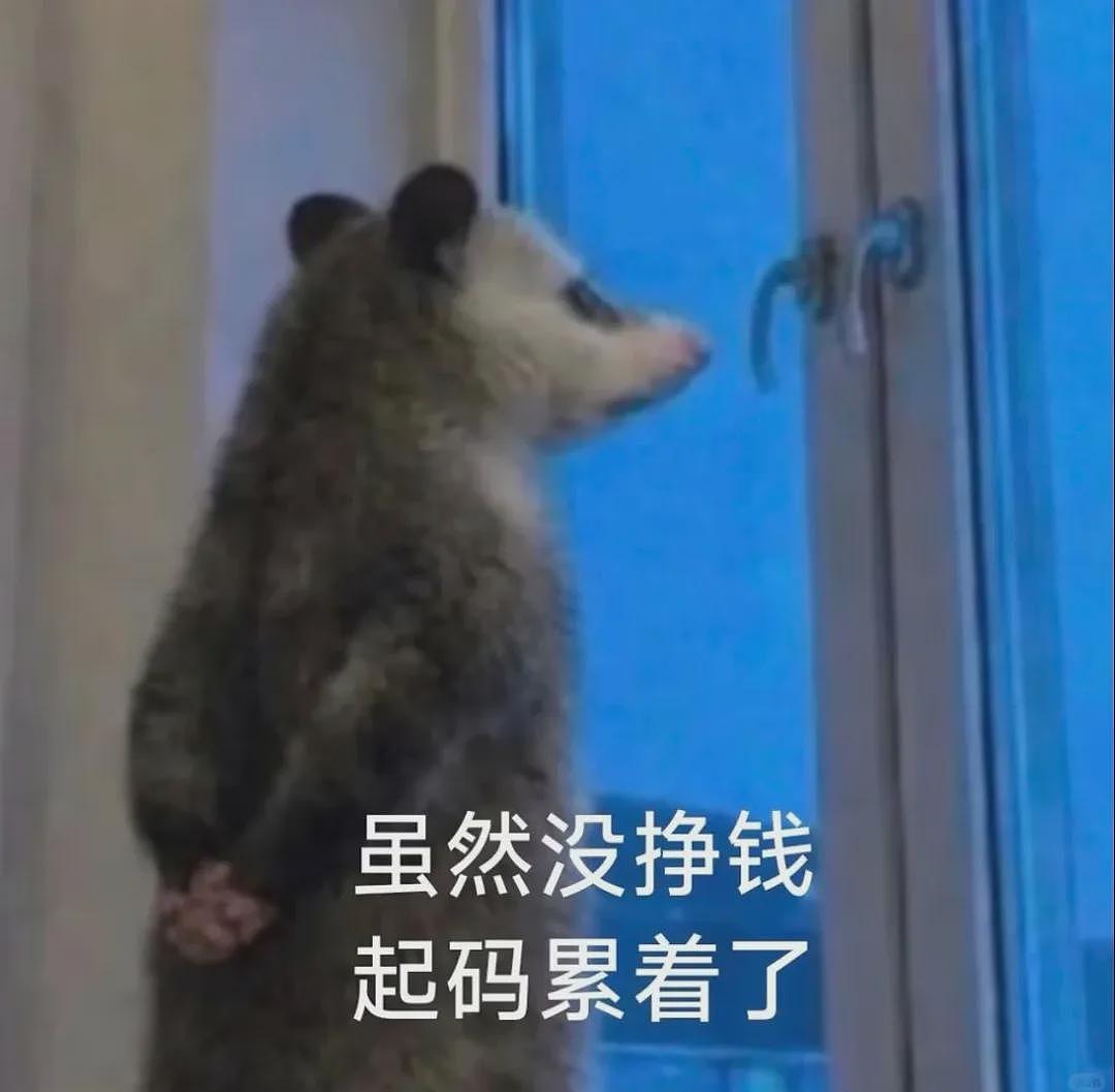 【宠物】笑鼠，这个负鼠表情包繁殖得太快了 - 3