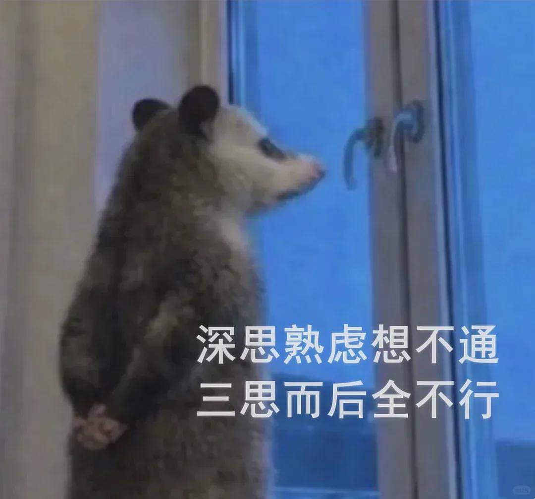 【宠物】笑鼠，这个负鼠表情包繁殖得太快了 - 32