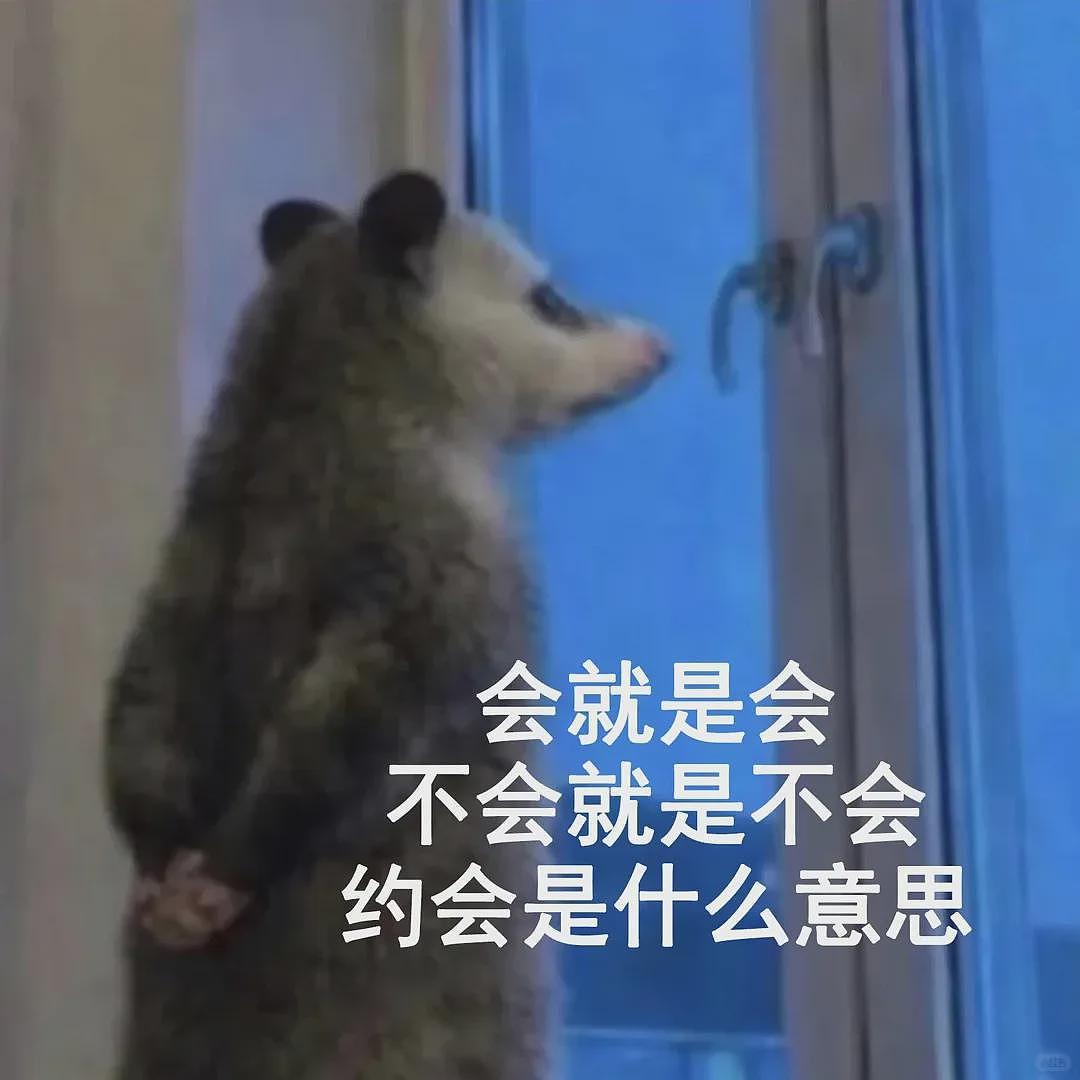 【宠物】笑鼠，这个负鼠表情包繁殖得太快了 - 24