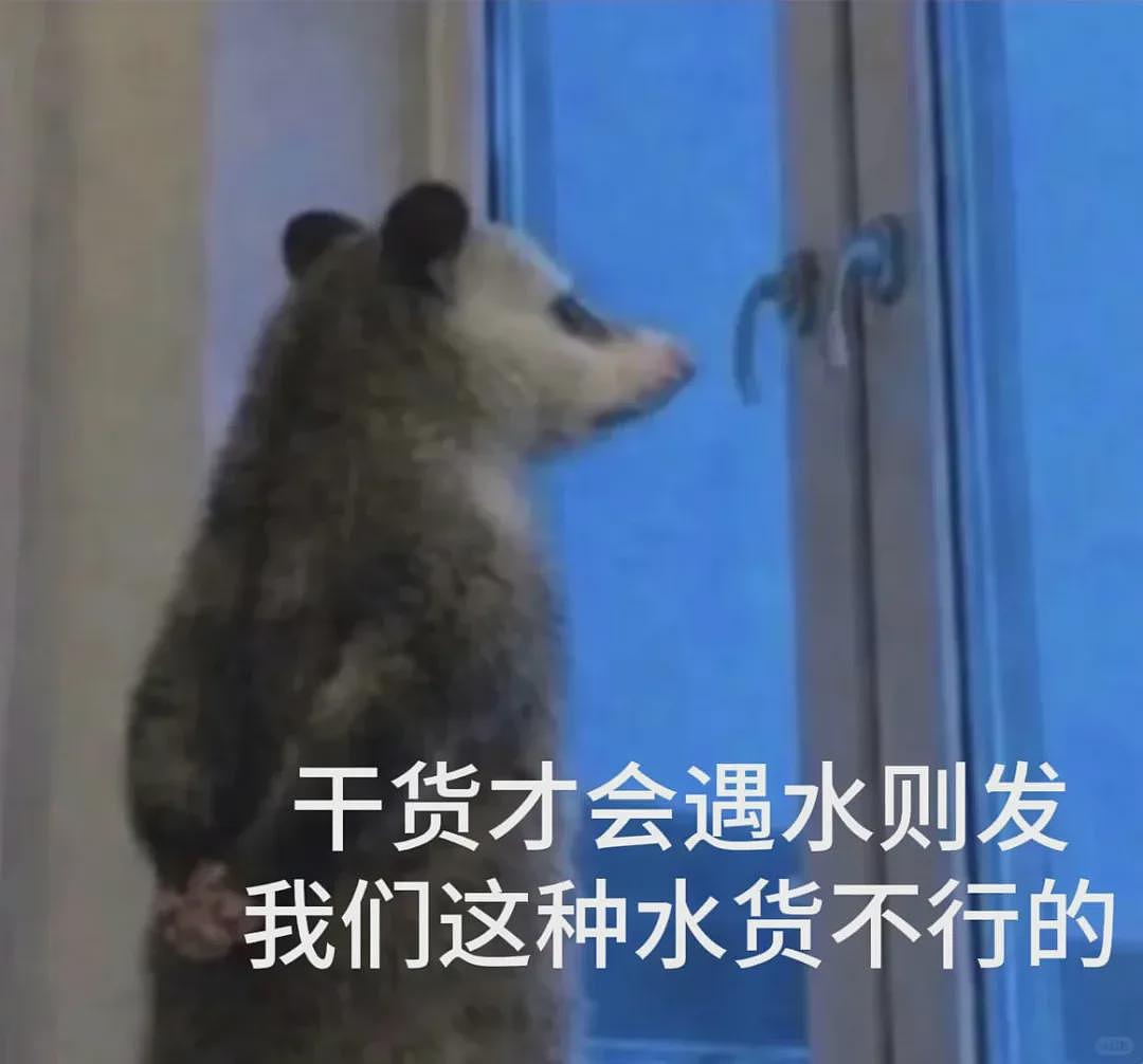 【宠物】笑鼠，这个负鼠表情包繁殖得太快了 - 8