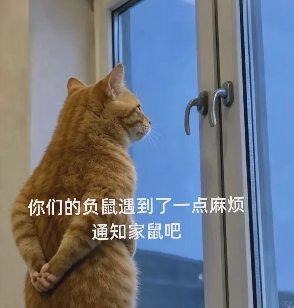 【宠物】笑鼠，这个负鼠表情包繁殖得太快了 - 33
