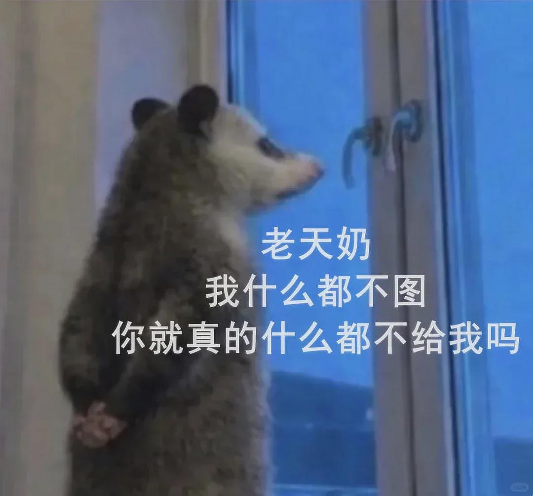 【宠物】笑鼠，这个负鼠表情包繁殖得太快了 - 29
