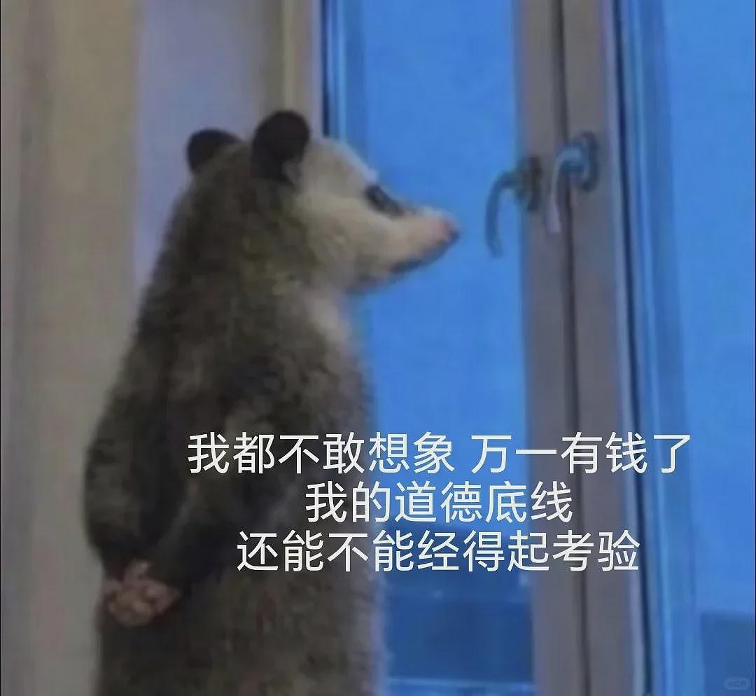【宠物】笑鼠，这个负鼠表情包繁殖得太快了 - 5