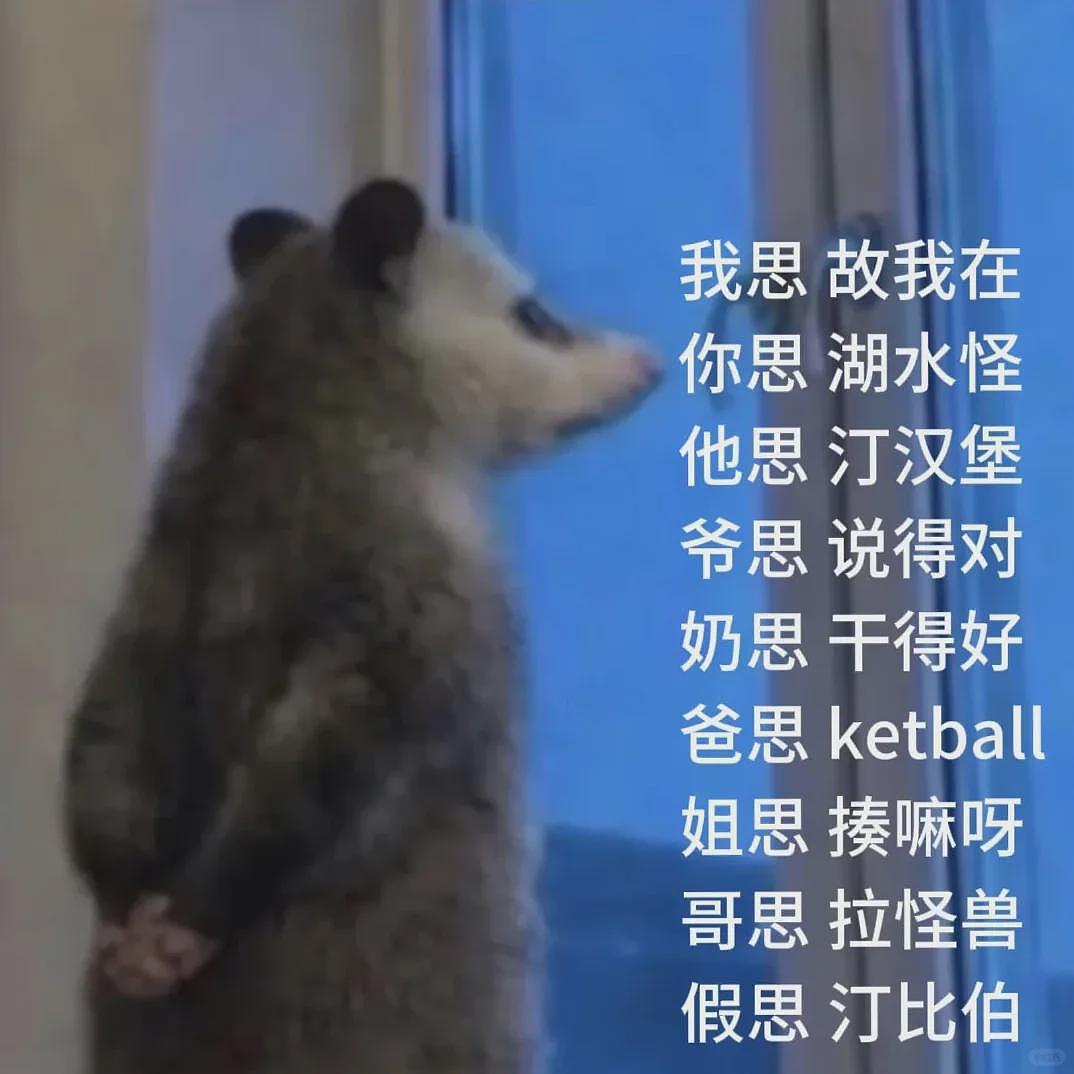 【宠物】笑鼠，这个负鼠表情包繁殖得太快了 - 19