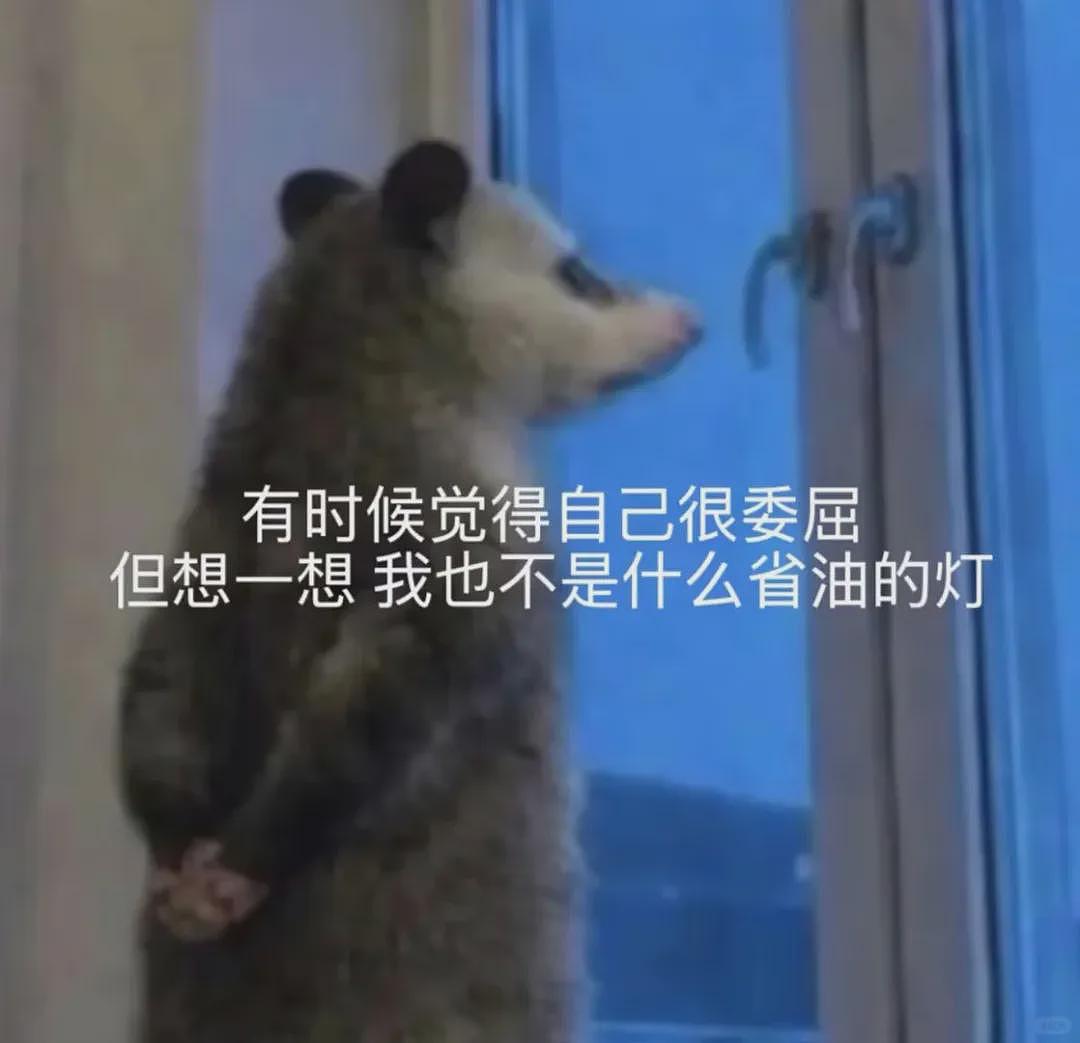 【宠物】笑鼠，这个负鼠表情包繁殖得太快了 - 18