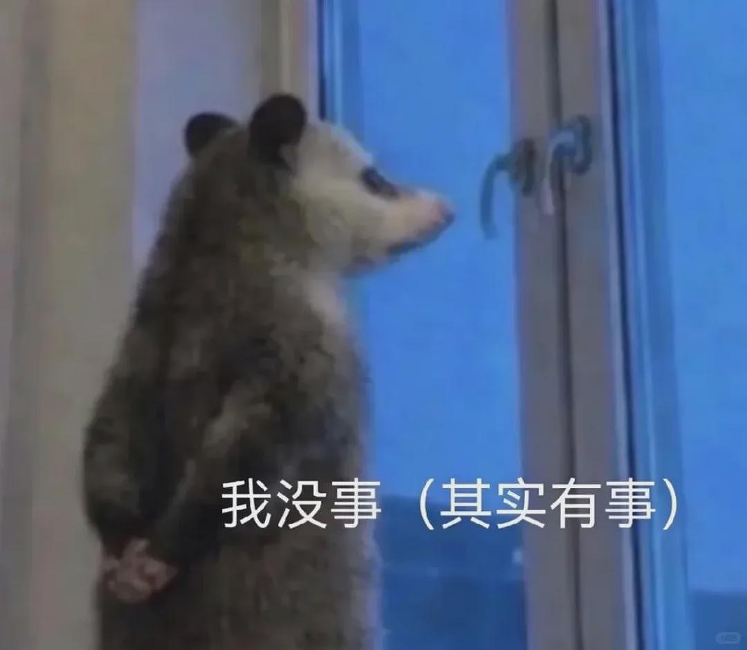 【宠物】笑鼠，这个负鼠表情包繁殖得太快了 - 17