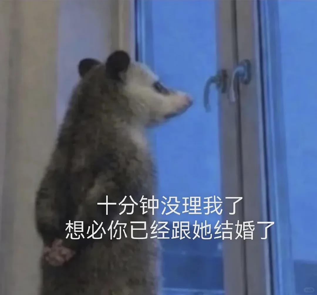 【宠物】笑鼠，这个负鼠表情包繁殖得太快了 - 13