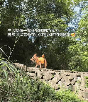 【宠物】网友遇到小狗在甩水,没想到甩水的过程中甩出了彩虹,真的太治愈了…狗子:人,你看,我会变彩虹! - 10