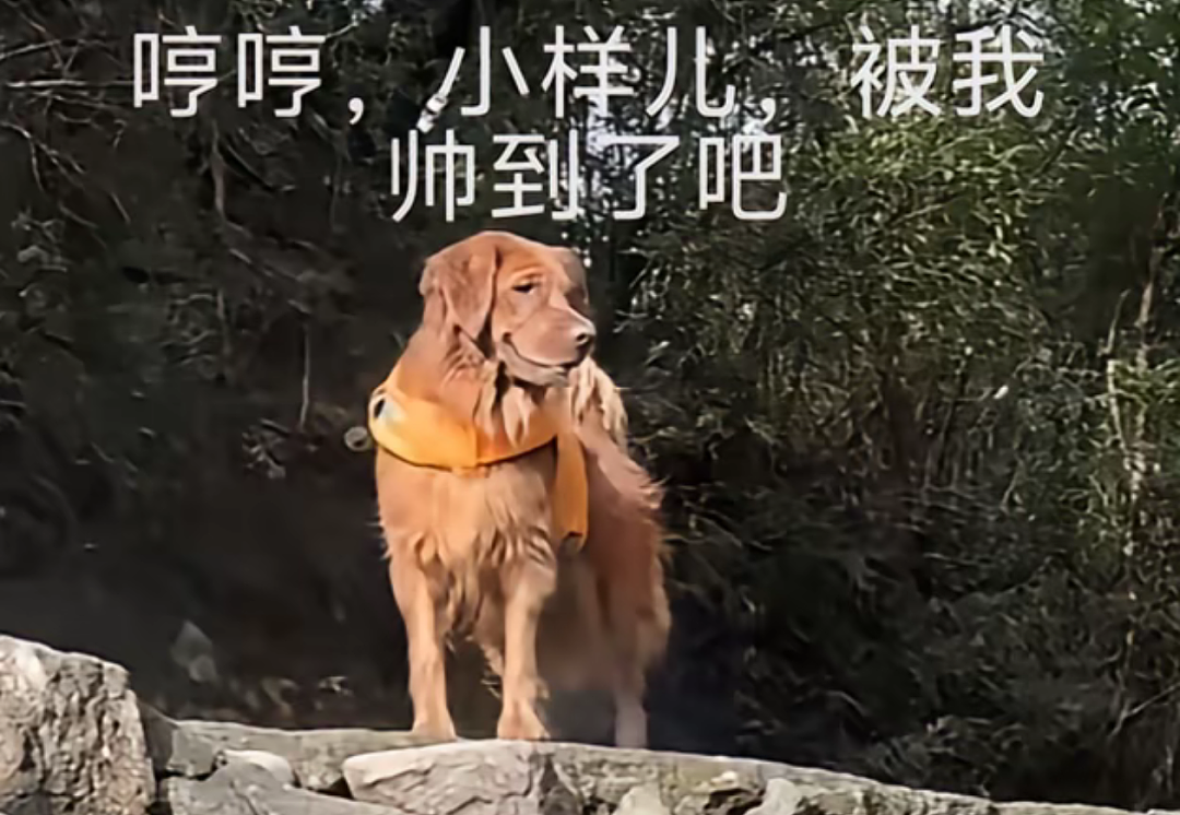 【宠物】网友遇到小狗在甩水,没想到甩水的过程中甩出了彩虹,真的太治愈了…狗子:人,你看,我会变彩虹! - 15