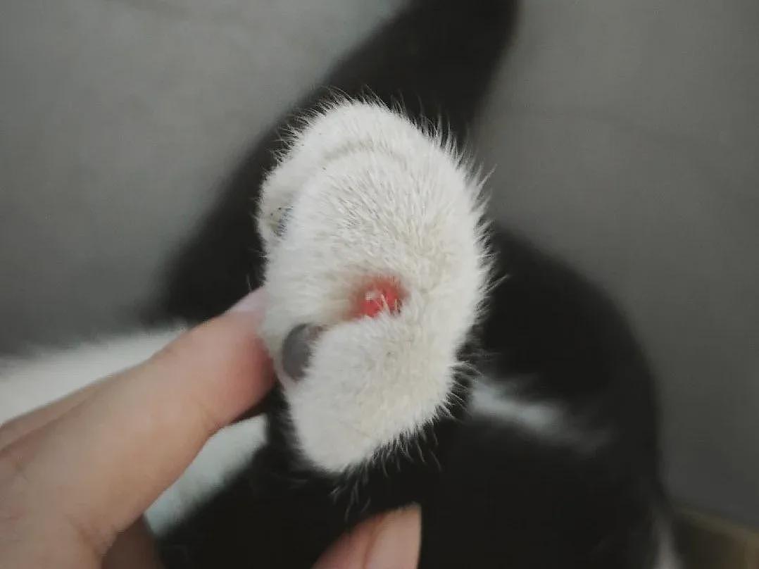 【宠物】小姐姐说猫砂盆有一大滩血，连医生也被吓到，结果几分钟破案后被气笑了... - 10