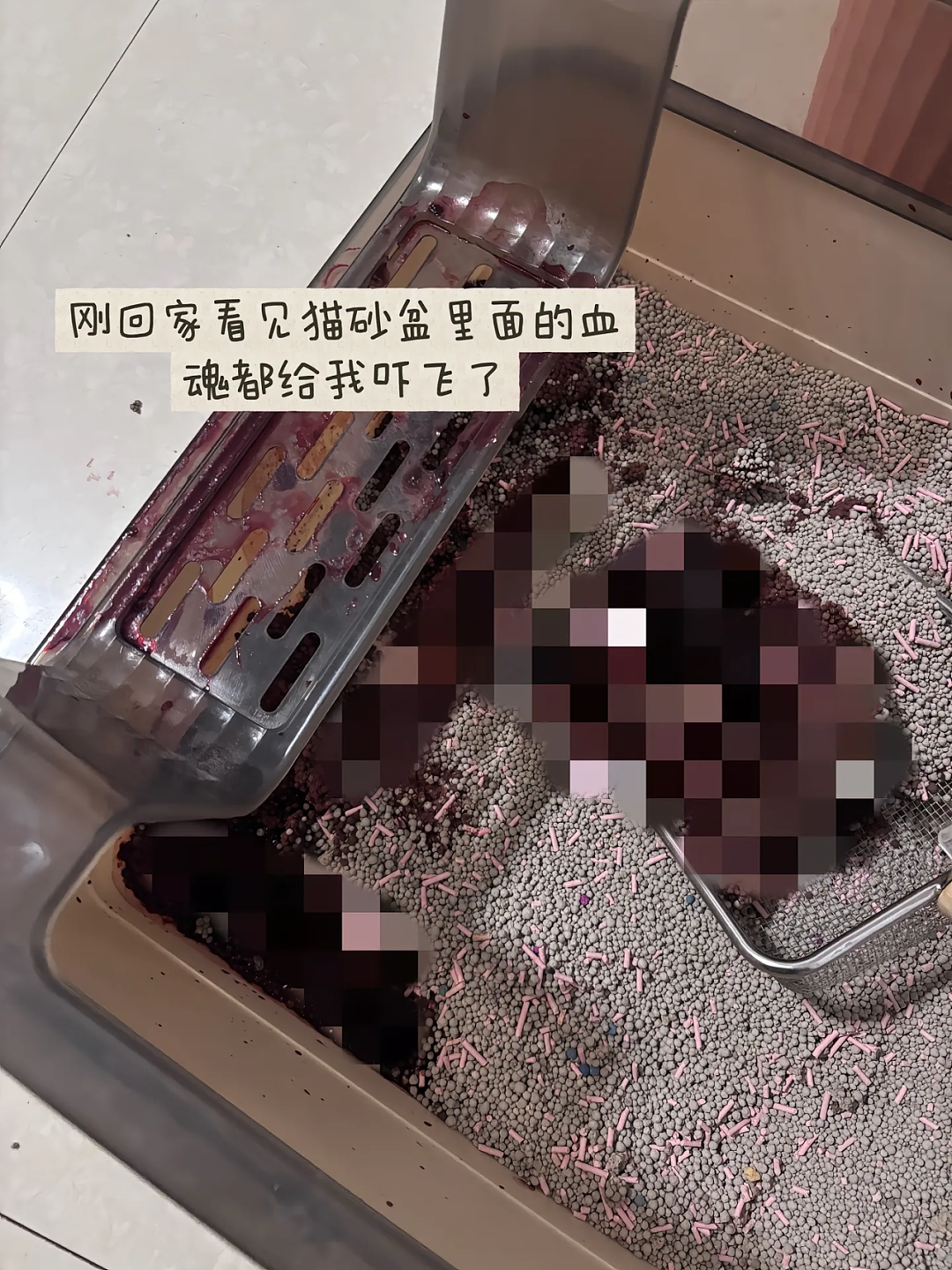 【宠物】小姐姐说猫砂盆有一大滩血，连医生也被吓到，结果几分钟破案后被气笑了... - 1