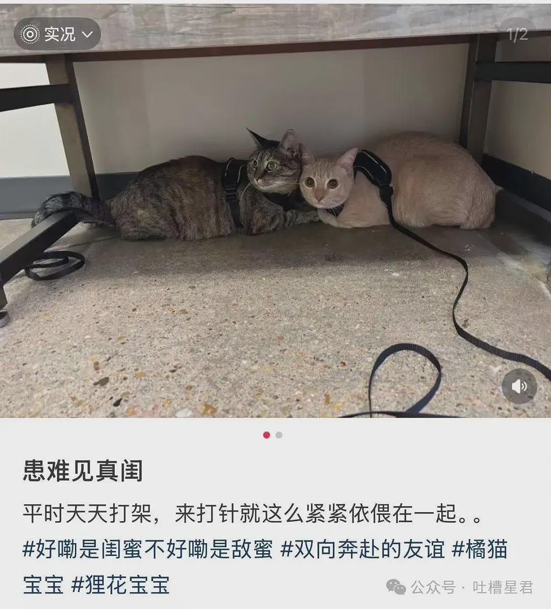 【爆笑】“27岁这点存款正常吗…？”哈哈哈看完心里暖暖的终于回到了穷人频道！ - 83