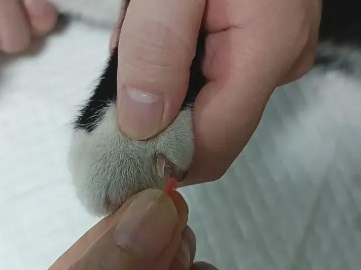 【宠物】小姐姐说猫砂盆有一大滩血，连医生也被吓到，结果几分钟破案后被气笑了... - 11