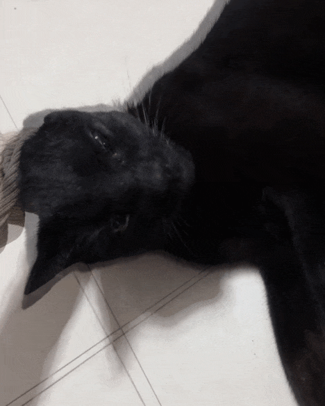 【宠物】小姐姐说猫砂盆有一大滩血，连医生也被吓到，结果几分钟破案后被气笑了... - 5