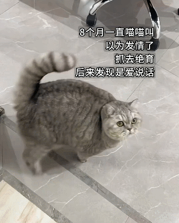 【宠物】小姐姐说猫砂盆有一大滩血，连医生也被吓到，结果几分钟破案后被气笑了... - 15