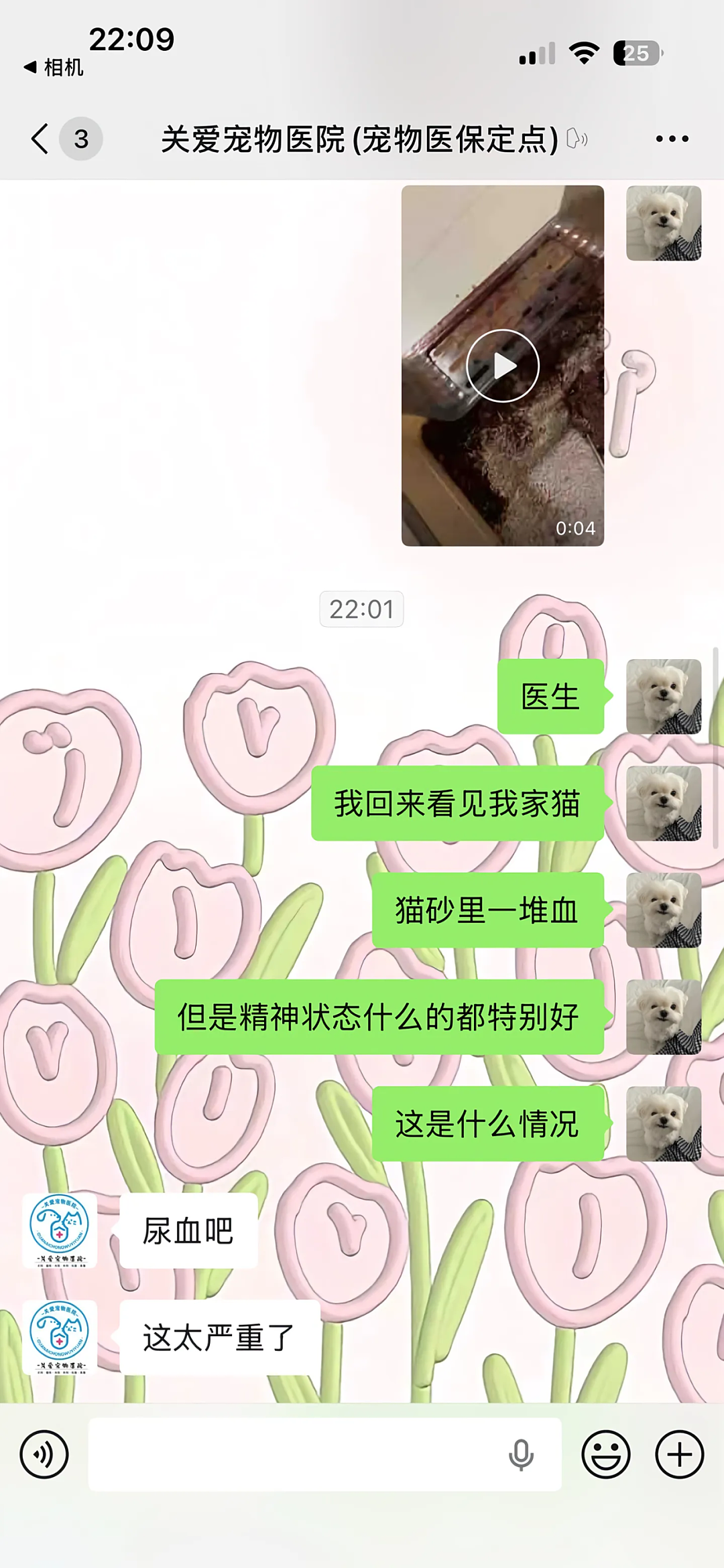 【宠物】小姐姐说猫砂盆有一大滩血，连医生也被吓到，结果几分钟破案后被气笑了... - 2