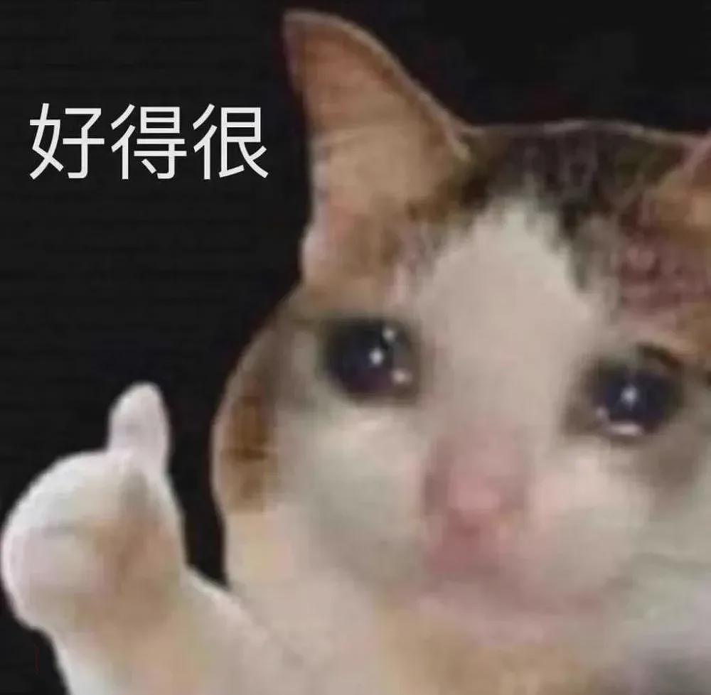 【宠物】小姐姐说猫砂盆有一大滩血，连医生也被吓到，结果几分钟破案后被气笑了... - 13
