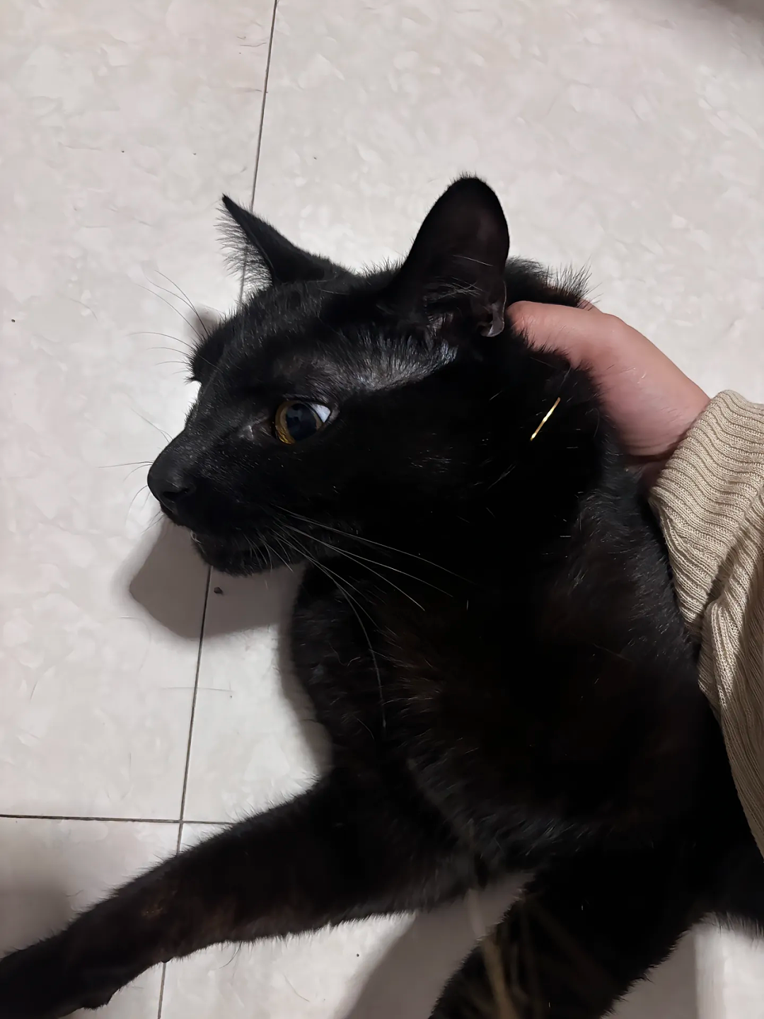 【宠物】小姐姐说猫砂盆有一大滩血，连医生也被吓到，结果几分钟破案后被气笑了... - 6