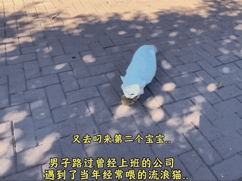 【宠物】男子乘坐11个小时飞机重返异国，只为接回留学时投喂了两年的流浪猫（组图） - 9