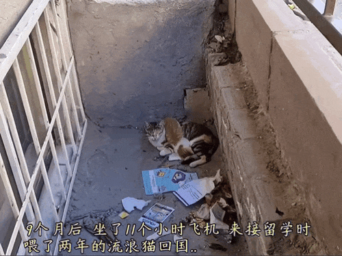 【宠物】男子乘坐11个小时飞机重返异国，只为接回留学时投喂了两年的流浪猫（组图） - 1