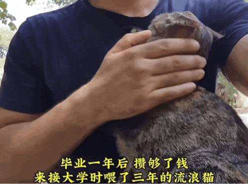 【宠物】男子乘坐11个小时飞机重返异国，只为接回留学时投喂了两年的流浪猫（组图） - 5