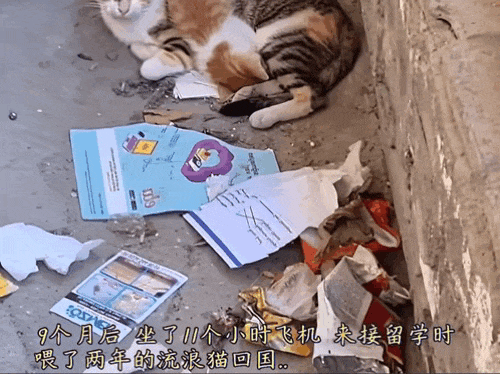 【宠物】男子乘坐11个小时飞机重返异国，只为接回留学时投喂了两年的流浪猫（组图） - 2