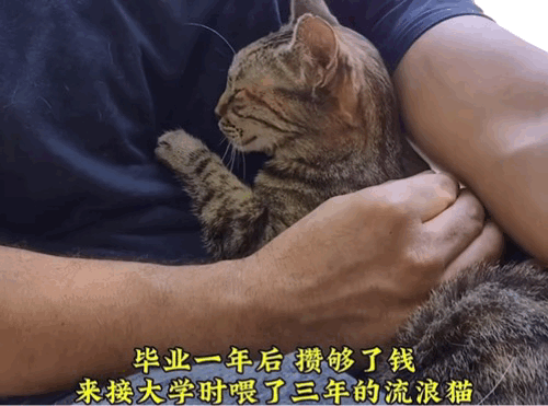 【宠物】男子乘坐11个小时飞机重返异国，只为接回留学时投喂了两年的流浪猫（组图） - 6