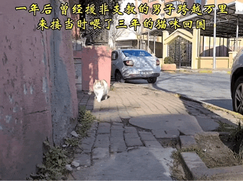 【宠物】男子乘坐11个小时飞机重返异国，只为接回留学时投喂了两年的流浪猫（组图） - 10