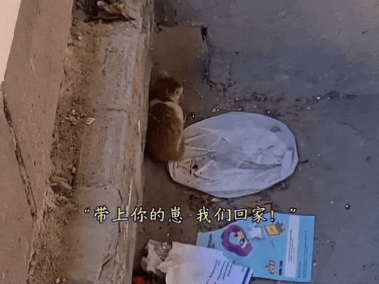 【宠物】男子乘坐11个小时飞机重返异国，只为接回留学时投喂了两年的流浪猫（组图） - 4
