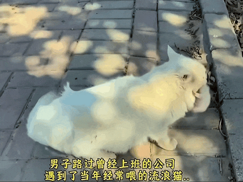 【宠物】男子乘坐11个小时飞机重返异国，只为接回留学时投喂了两年的流浪猫（组图） - 8