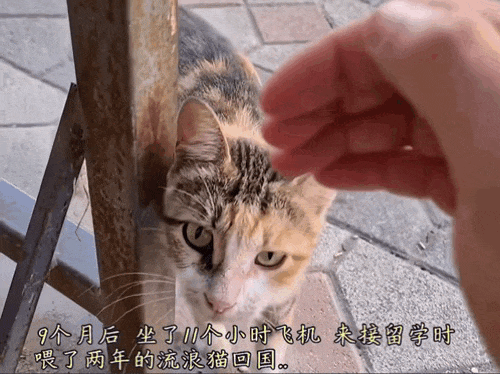 【宠物】男子乘坐11个小时飞机重返异国，只为接回留学时投喂了两年的流浪猫（组图） - 3