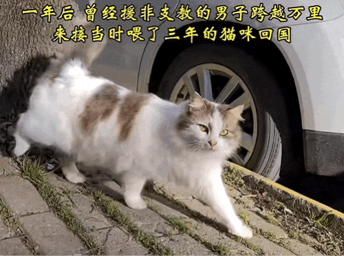 【宠物】男子乘坐11个小时飞机重返异国，只为接回留学时投喂了两年的流浪猫（组图） - 11