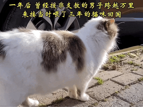 【宠物】男子乘坐11个小时飞机重返异国，只为接回留学时投喂了两年的流浪猫（组图） - 12