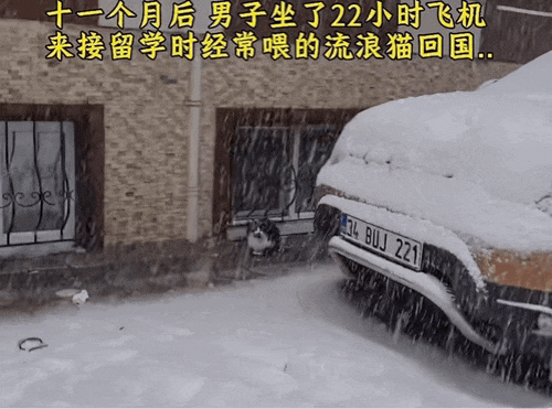 【宠物】男子乘坐11个小时飞机重返异国，只为接回留学时投喂了两年的流浪猫（组图） - 7
