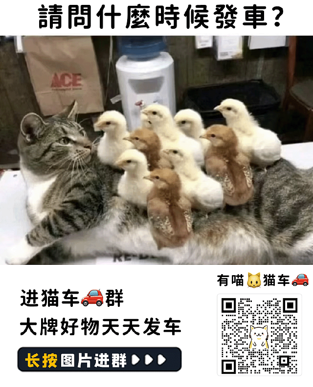 【宠物】男子乘坐11个小时飞机重返异国，只为接回留学时投喂了两年的流浪猫（组图） - 14