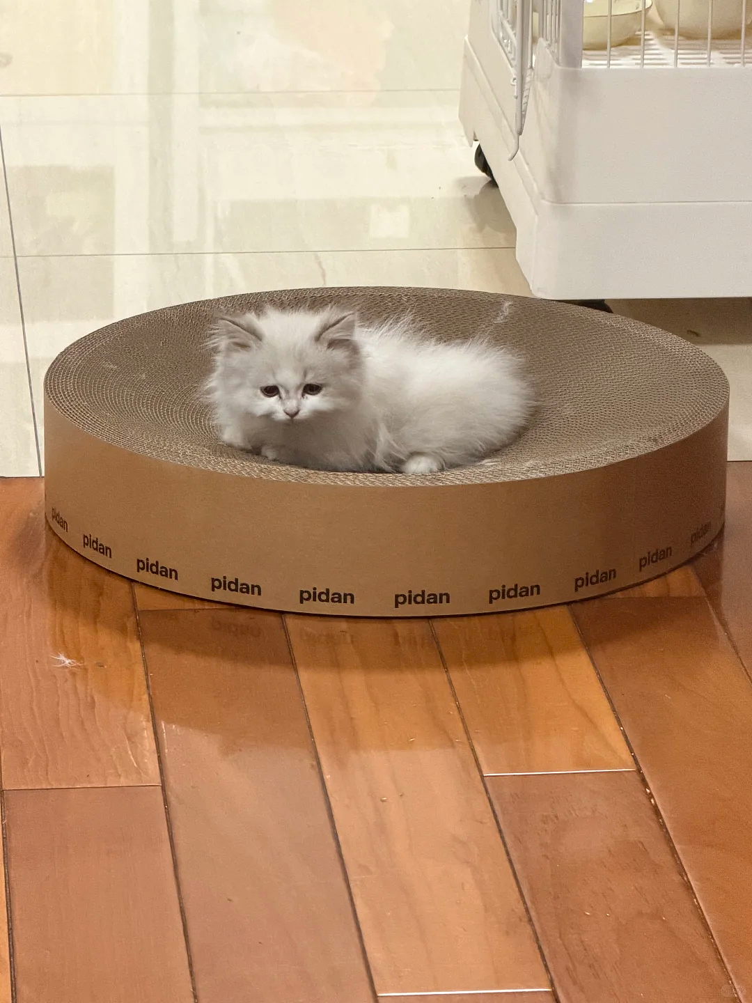 【宠物】小猫即将离世,主人放已故的爸爸叫它的视频,一个在录音里喊一个在生命尽头答!咪:是爸爸来接我了吗...(组图) - 20