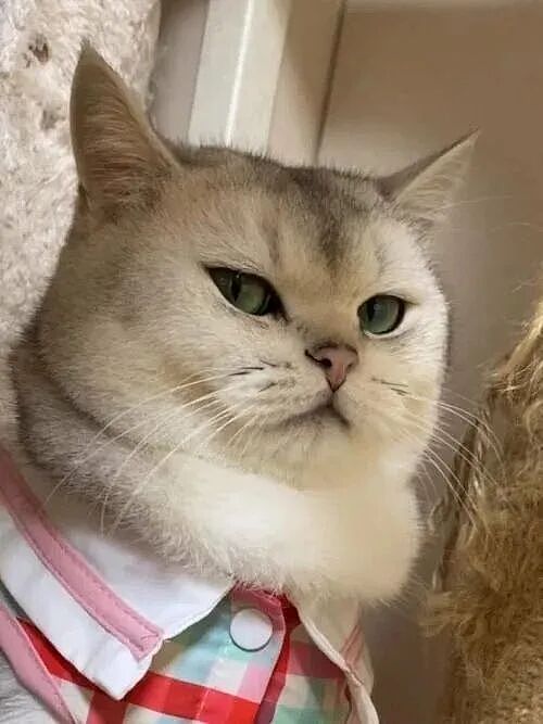 【宠物】小猫即将离世,主人放已故的爸爸叫它的视频,一个在录音里喊一个在生命尽头答!咪:是爸爸来接我了吗...(组图) - 37