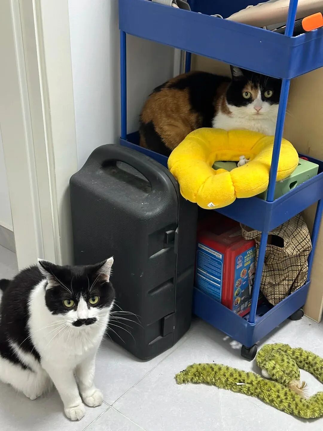 【宠物】小猫即将离世,主人放已故的爸爸叫它的视频,一个在录音里喊一个在生命尽头答!咪:是爸爸来接我了吗...(组图) - 8