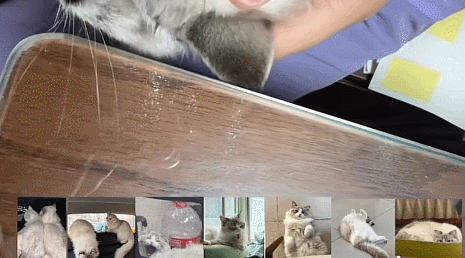 【宠物】小猫即将离世,主人放已故的爸爸叫它的视频,一个在录音里喊一个在生命尽头答!咪:是爸爸来接我了吗...(组图) - 26